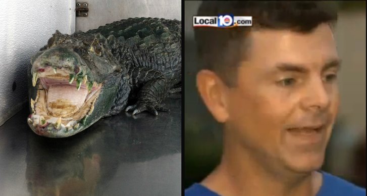 Alligator, Kanot, Florida, USA